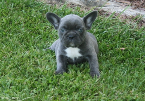 Solid Blue And Black French Bulldog Puppies Piddinghoe East Sussex Nomtimes Uk