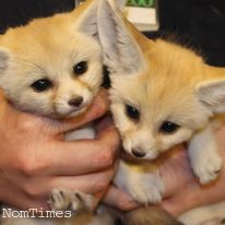 Charming Fennec fox For for Sale (Bankside, London) | NomTimes UK